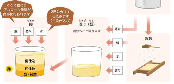 製麹→酒母（酛）→醪